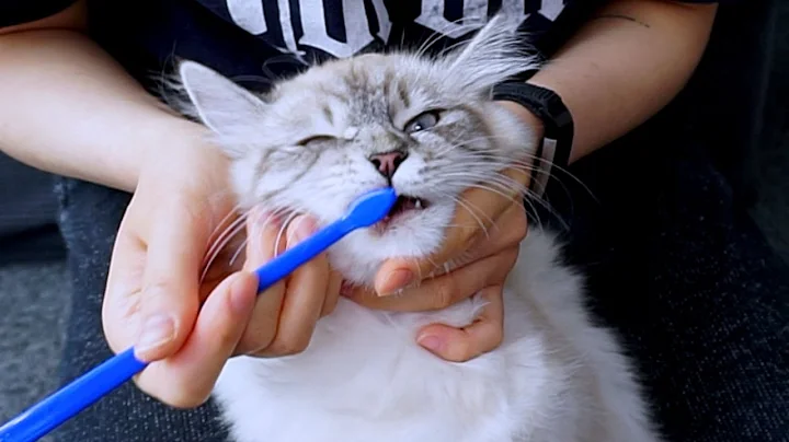 Watch the video about How To Brush Your Cat's Teeth Without Them Hating You After