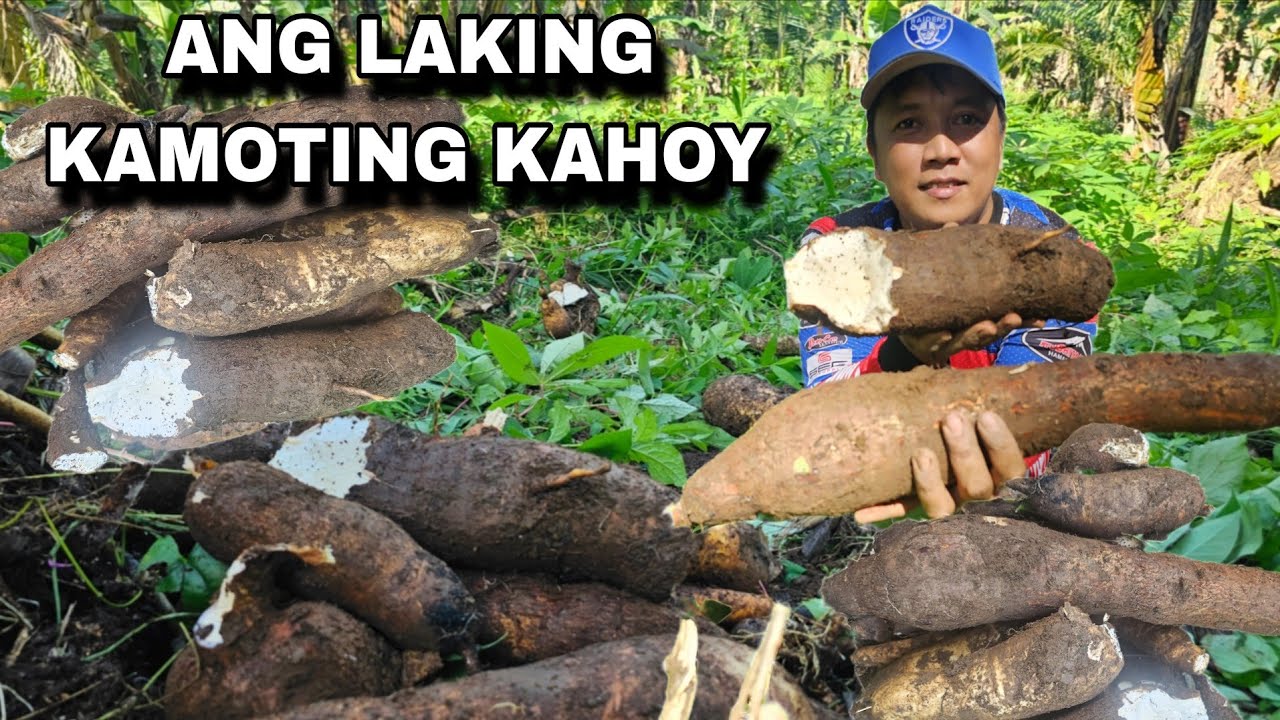 Naglalakihang  Kamoteng kahoy Balinghoy Nahukay sa ugatan...Pagtatanim ng durian 