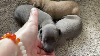 Litter H - Italian greyhound by Avatar Pinc 785 views 1 year ago 1 minute, 10 seconds