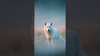 white wolf 🐺 #sorts