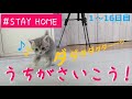 【保護猫】子猫が教えるたのしいSTAY HOME～うちで過ごそう～【生後14日～30日まとめ】Kittens teach how to enjoy "STAY HOME"