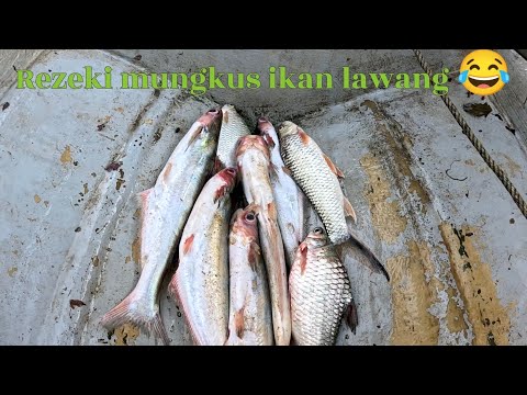 Duo Anggrek - Korupsi Cinta (Official Music Video NAGASWARA) #music