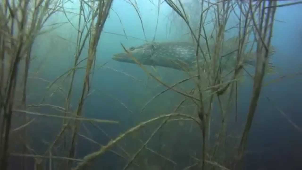 31.07.2014 Baggersee Brecht