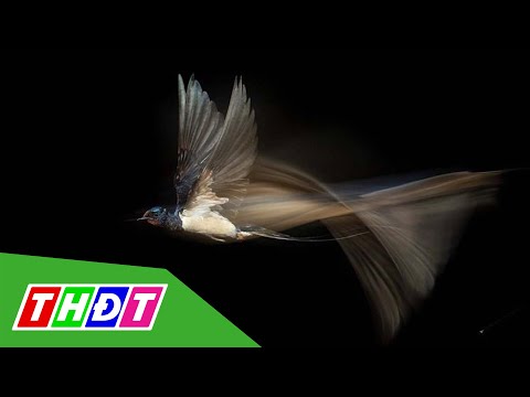 Video Loạt ảnh ấn tượng của Giải nhiếp ảnh gia thiên nhiên... - youtube