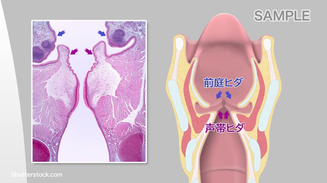 目で見る解剖と生理 第3版 – 医学映像教育センター 公式オンラインショップ