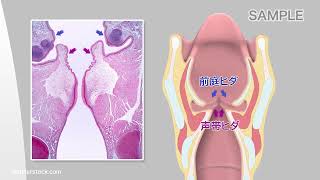 視覚解剖学と生理学、グローバルエディション+マルティーニの人体地図 目で見る解剖と生理 第3版 – 医学映像教育センター 公式オンラインショップ