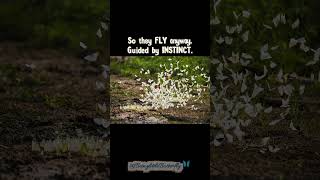 Be Deaf, Fly Anyway🦋 Butterfly Lesson #11 #youtubeshorts #selfimprovement #shortvideo #motivation