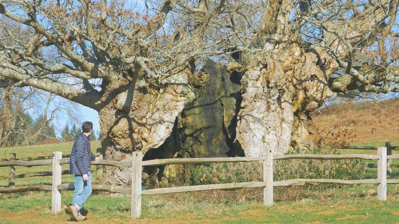 The Ancient Oaks of Cowdray Park