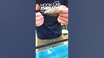 How to rig a live sunfish bait and keep it alive. www.hooklineandthreader.com