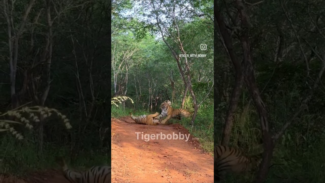 tigress Riddhi fighting her daughter over territory in ranthambore 