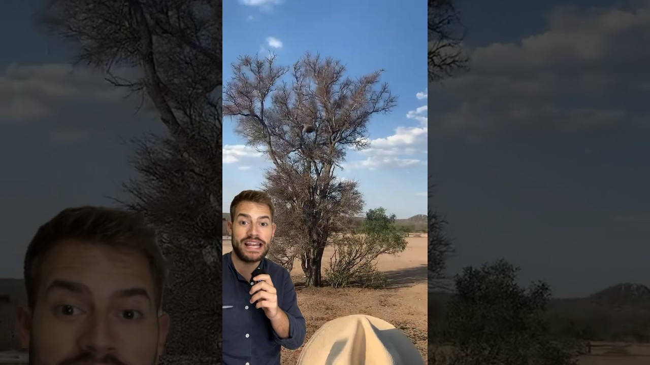 LEOPARDO CAZA A UN MONO 