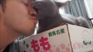 誕生日にサプライズキッスプレゼント！スゴイ嬉しそうな灰色猫