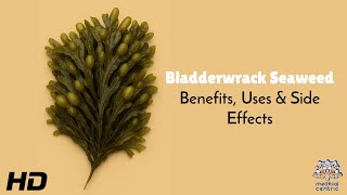 Bladderwrack Seaweed Benefits, Uses & Side Effects Explained In Detail