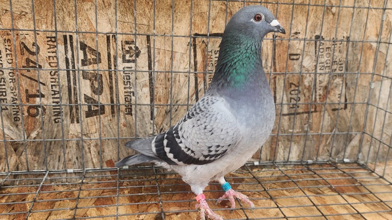 Evaluating some new breeders for the 2026 Season