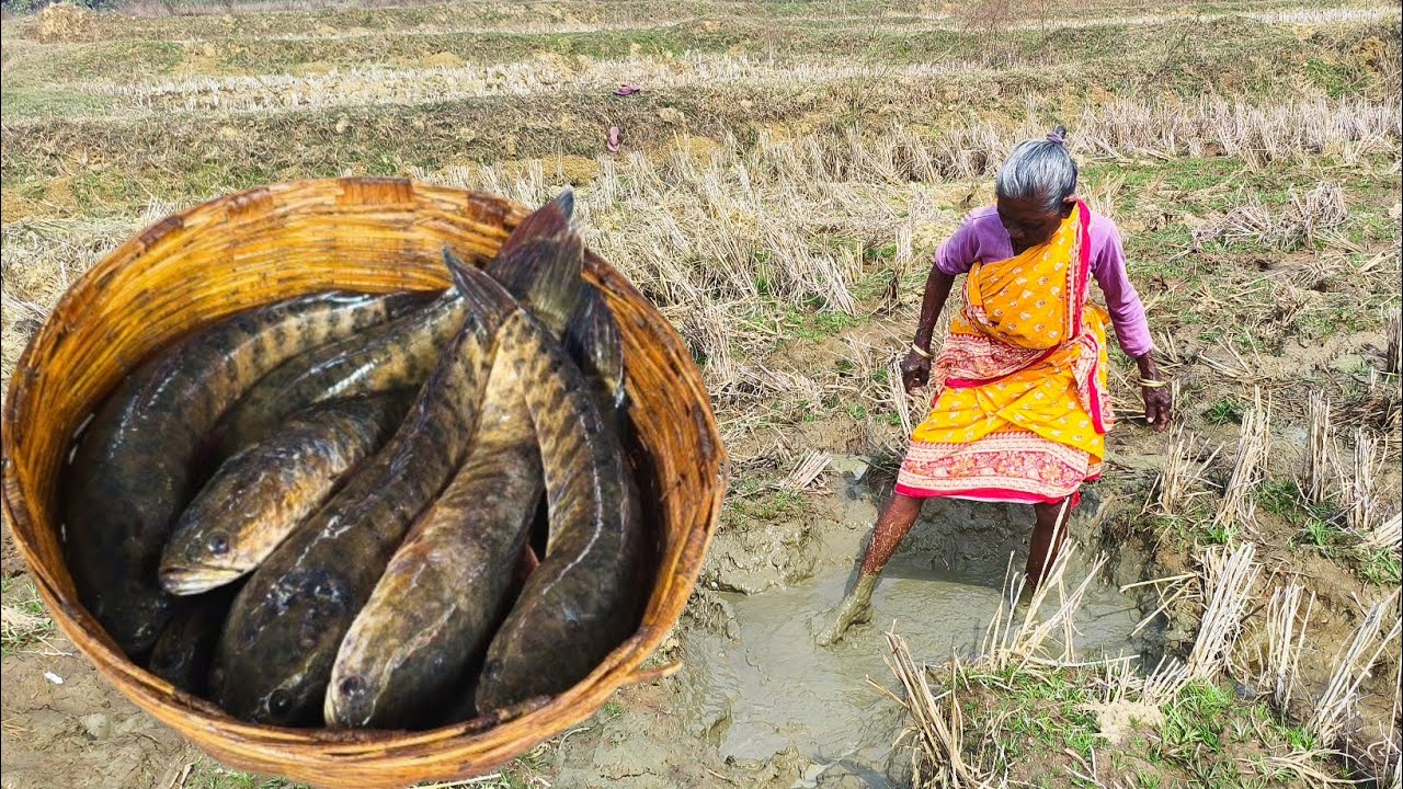 tribe couple fishing LATHA FISH cooking for lunch||rural life india. 