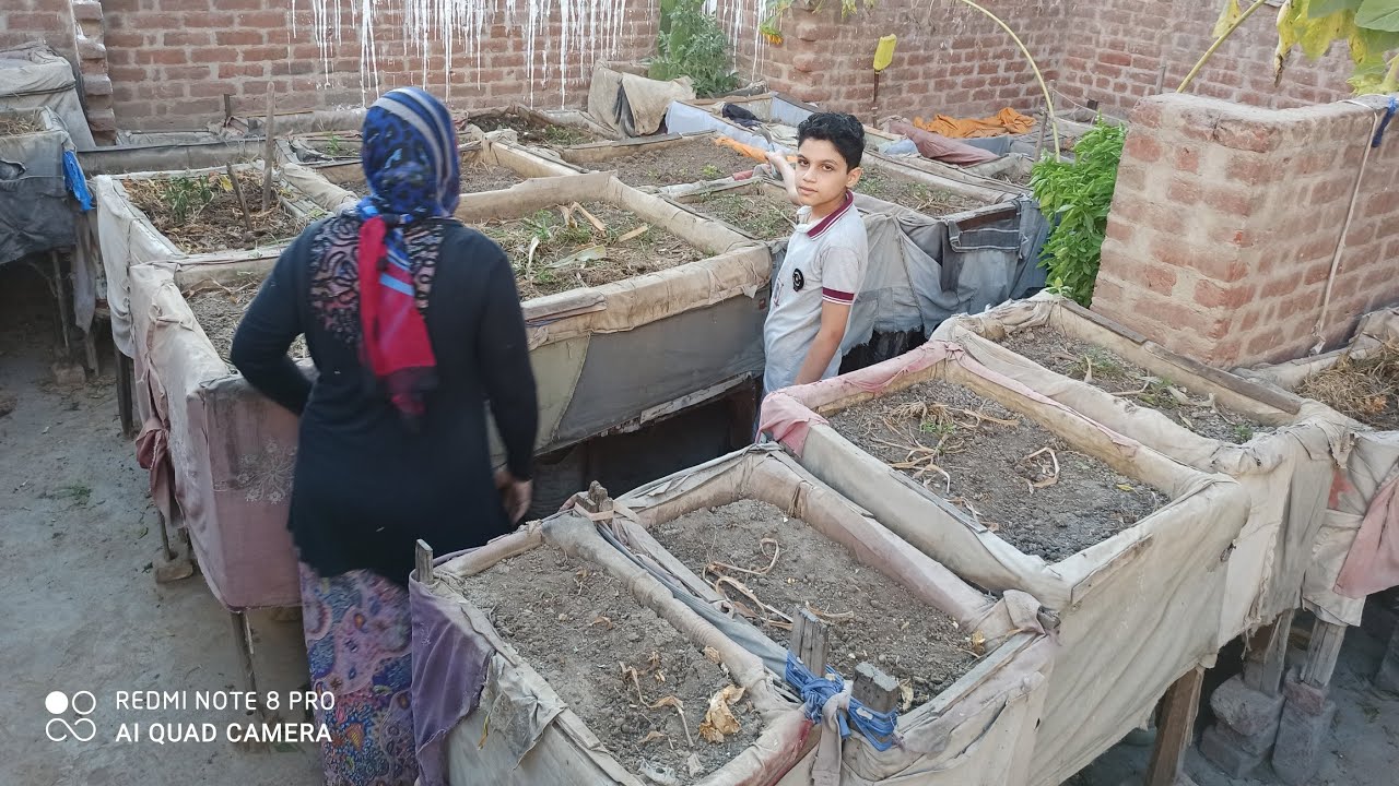 روتين مصرى إزالة شجر الفلفل وجمعه وجمع اكبر كمية لب ابيض او لب الكوسه( السطح بقى صحراء) ،😭😭😭🤭🤔