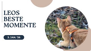 Leo Jagt An Der Leine Leos Erster Pirschversuch Auf Einen Zaunkönig