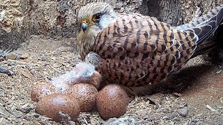 Kestrels' Chick Hatches After Mother Recovers From Illness | Apollo & Athena | Robert E Fuller