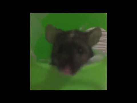 camera iphone 8 plus apk Cute Pet Mouse Plays in her Space Pod Sputnik Toy