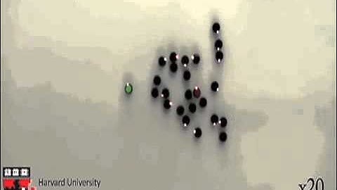 Robot swarms forage for food