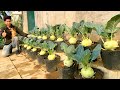 Grow Kohlrabi Anywhere with Plastic Bags – Big Bulbs, Super Fast Harvest!