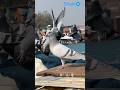 Uncha urne k liye paida hua hu mai 🕊❤ #pigeon #pigeonlover #animals