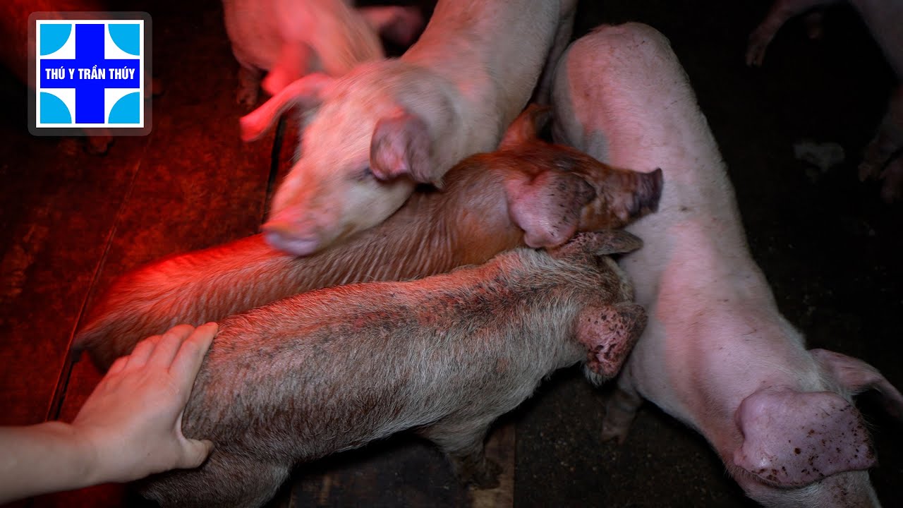 Chăn nuôi lợn: Không phải cứ cho ăn nhiều là tốt