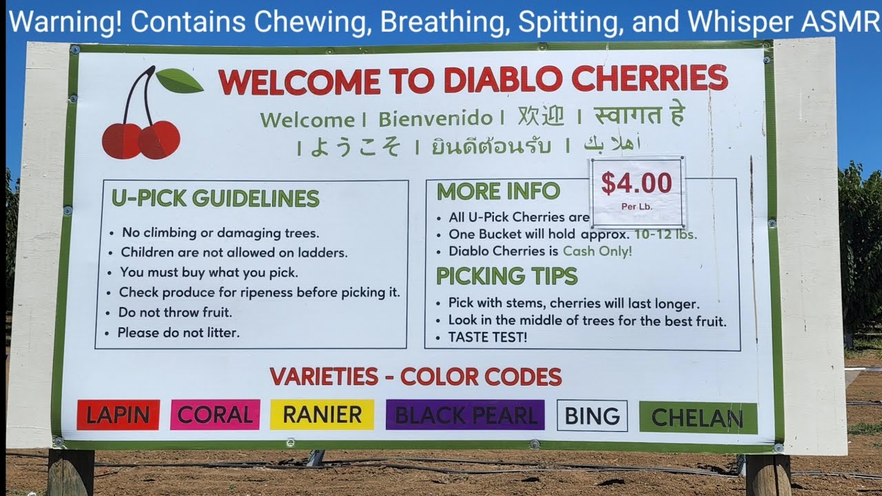Diablo Cherries U-Pick Cherry Picking Pick Cherries Lapin, Coral, Ranier, Black Pearl, Bing, Chelan