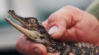 In Louisiana, alligator farms mix capitalism and conservation