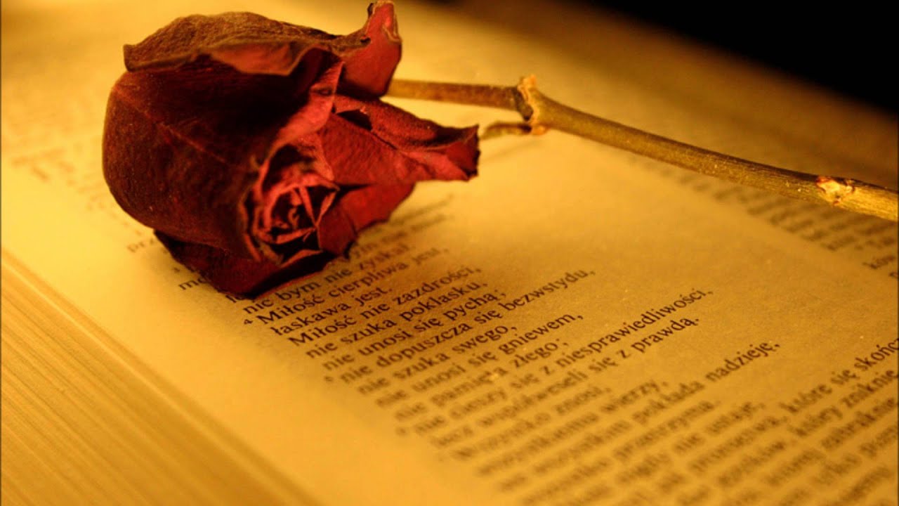 Tieger & Bojanic & Hooper - Hold on