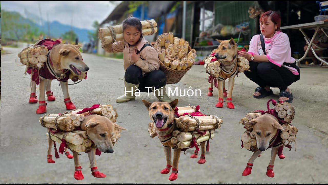 Vietnamese girl and two smart dogs bring banana cores to the market to sell for a living