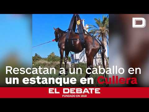 Rescatan a un caballo atrapado en un estanque en Cullera