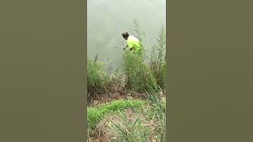 Câu cá nông thôn châu Á tuyệt vời 🐟 Kỹ thuật câu cá tốt nhất 🐟 #Shorts