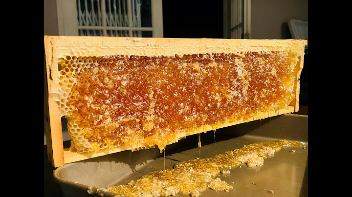 HARVESTING HONEY FROM THE CAPE HONEYBEE, APIS MELLIFERA CAPENSIS- CAPE TOWN SOUTH AFRICA 🇿🇦