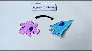 Mechano-coupling pathways in migration