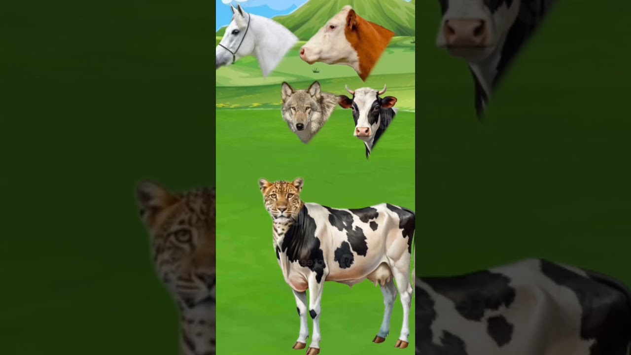 #cow