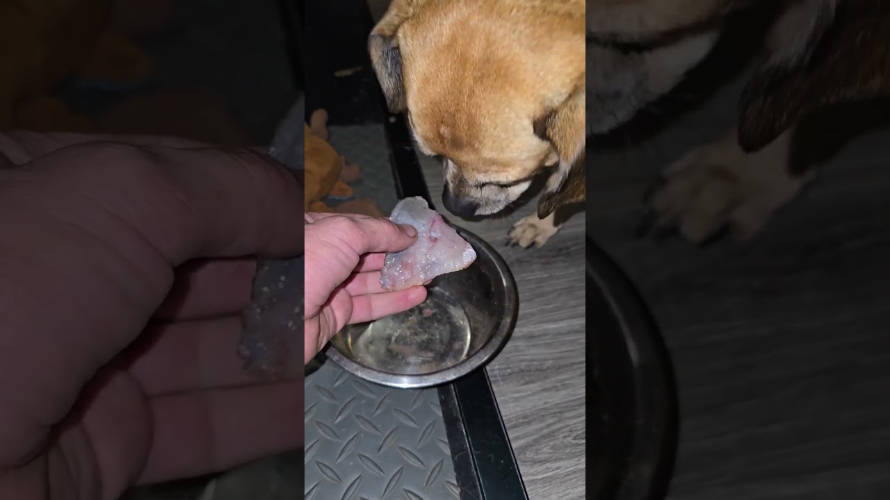 Едим наш улов из пруда 