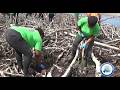 THE FIGHT FOR MA KOTE MANGROVE