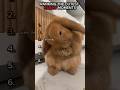 Cutest Rabbit Moments Ranked Shorts