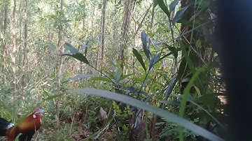 Bẫy gà rừng 18/1/2020 gà mồi sắp lập công