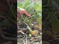 greens vegetables collard #vegetables #asmr #shorts