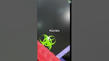 How Your Body Breaks Down Nucleic Acids