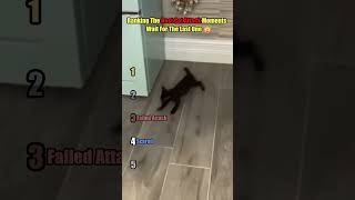Ranking The Best Cat Attack Moments Part 1
