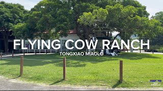 苗栗通霄飛牛牧場半日慢旅行｜餵小羊、追鴨子、躺草地發呆的親子友善超療癒行程