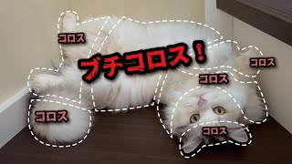 【悲報】最恐猫のおさわりマップが大変なことになってました【関西弁でしゃべる猫】【猫アテレコ】 by ニャンチューバーつくし 【関西弁でしゃべる猫】 87,211 views 1 month ago 3 minutes, 33 seconds