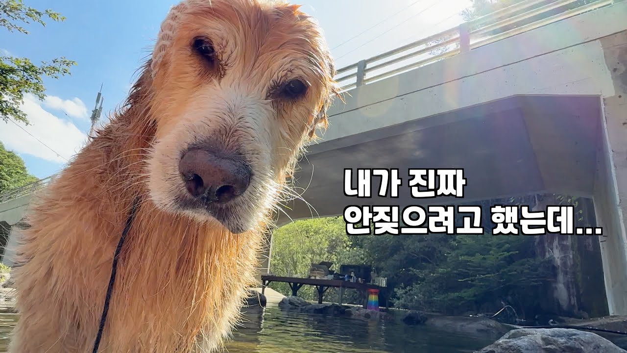 짖는 법을 까먹었던 리트리버가 다시 말문이 트인 황당한 이유 ㅋㅋㅋ
