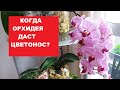 КОГДА ОРХИДЕЯ ДАСТ ЦВЕТОНОС? КОГДА МОЖНО ОЖИДАТЬ ЦВЕТЕНИЯ