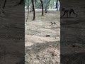 Monkeys cooperate to heal the one sick