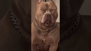 pitbull dog ki video#pitbull dog ki faigt #youtube short video #trending short video #new short