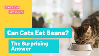 cat eating beans